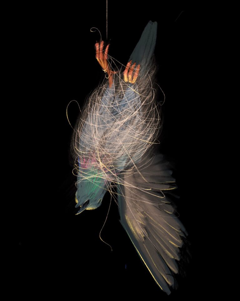 Pigeons